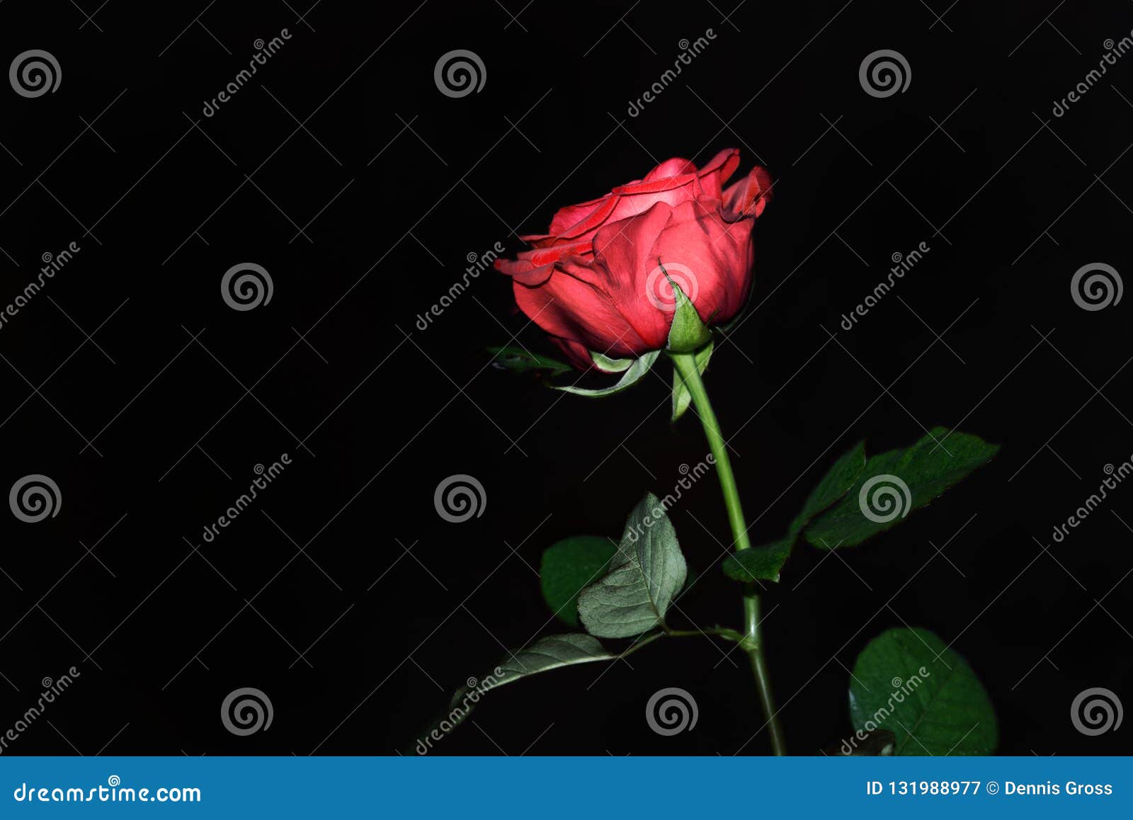 Single Red Rose on Black Background Stock Image Image of fragility