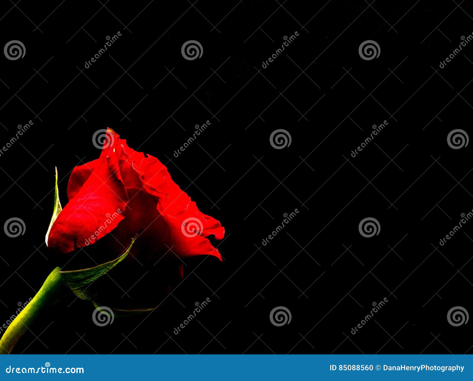 Single Red Rose, Black Background Stock Photo Image of passion