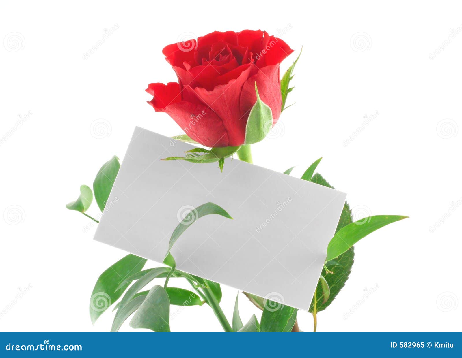 picture Single Red Rose Images Love Hd https www dreamstime com royalty free stock photo single red rose blank love note image582965