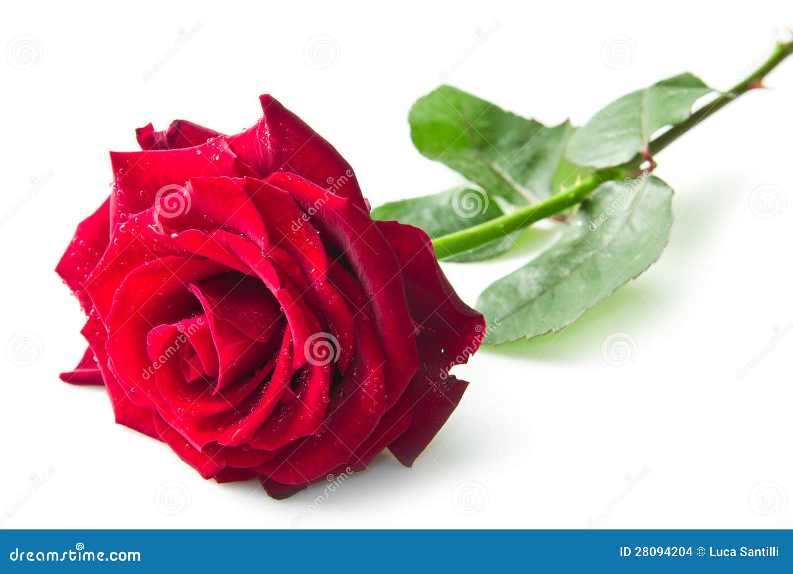 single red rose flower