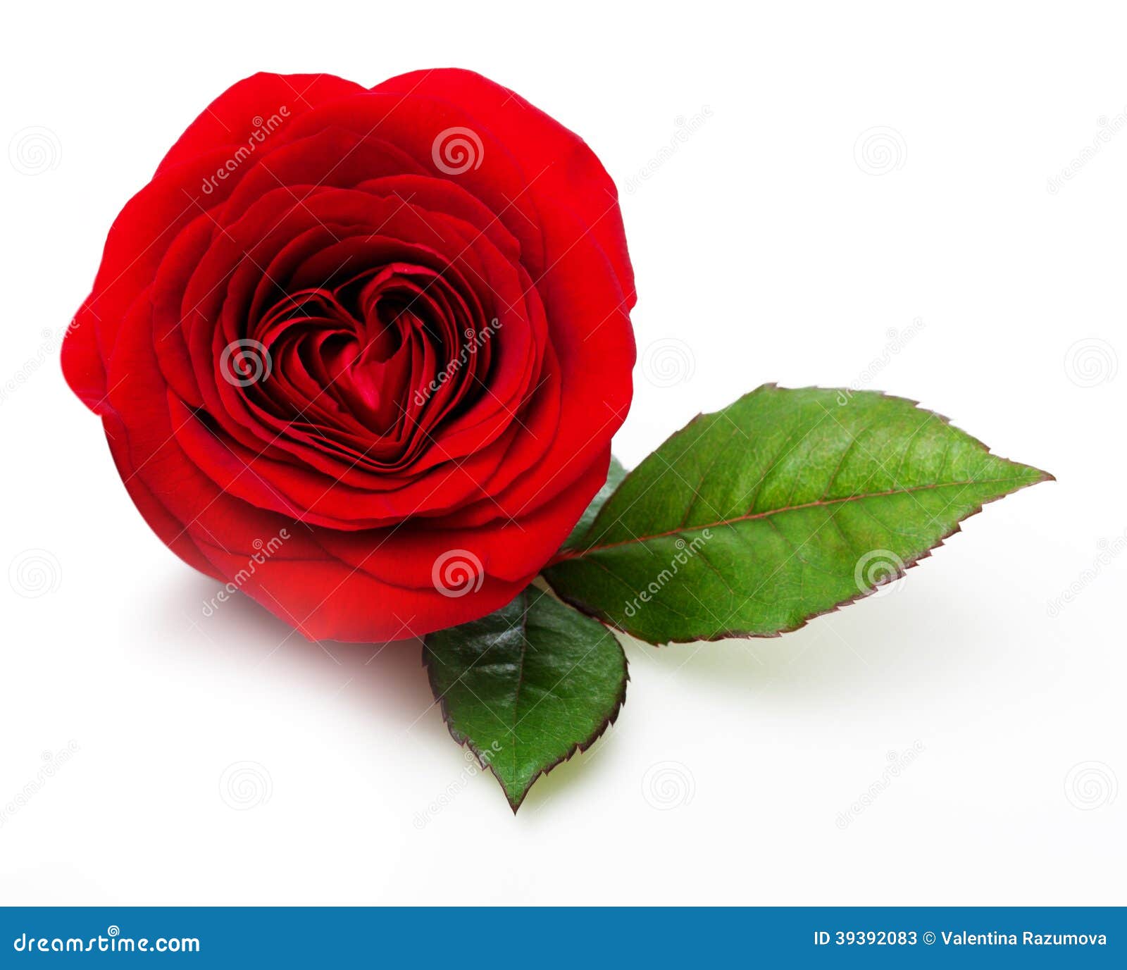 beautiful single rose flowers