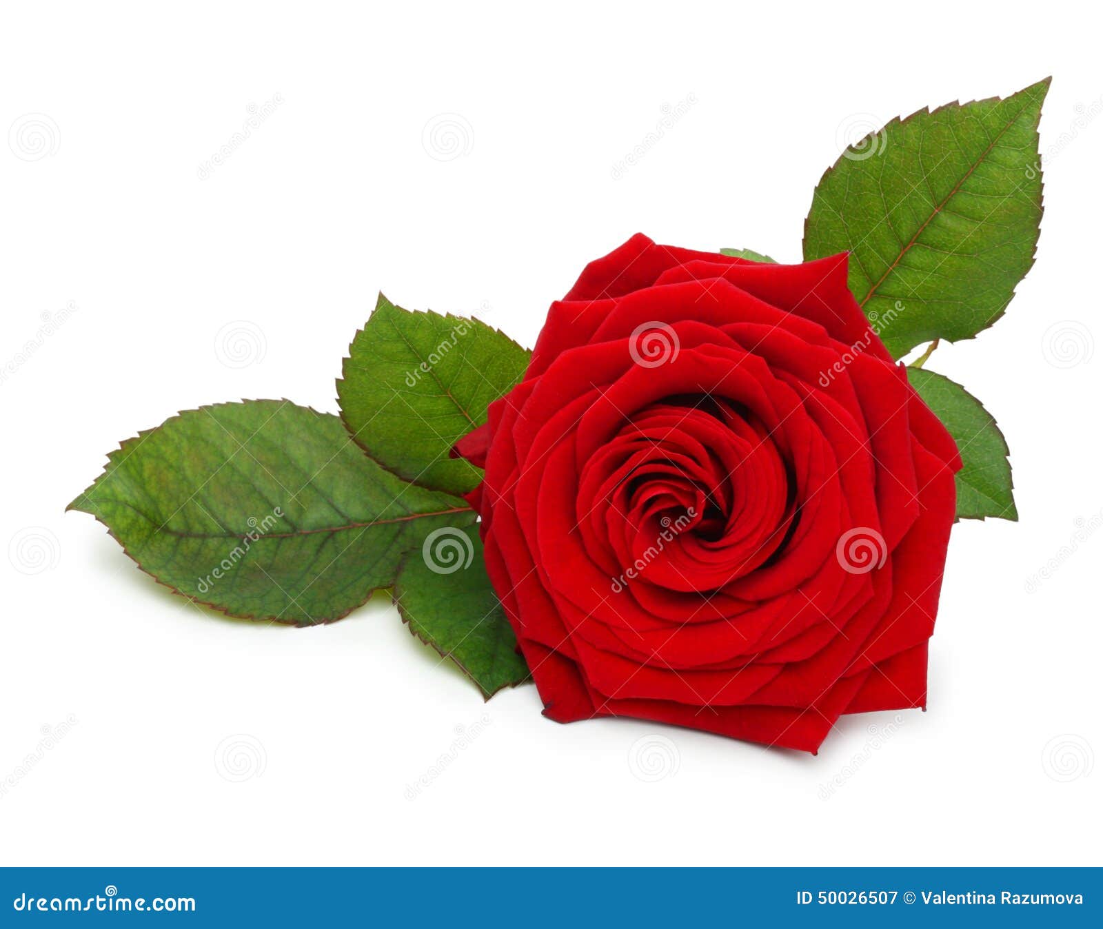 single red rose flower with leaf