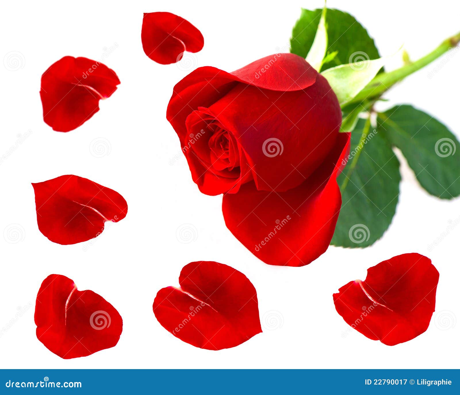 Single Red Rose Flower with Petals Stock Image Image of blossom