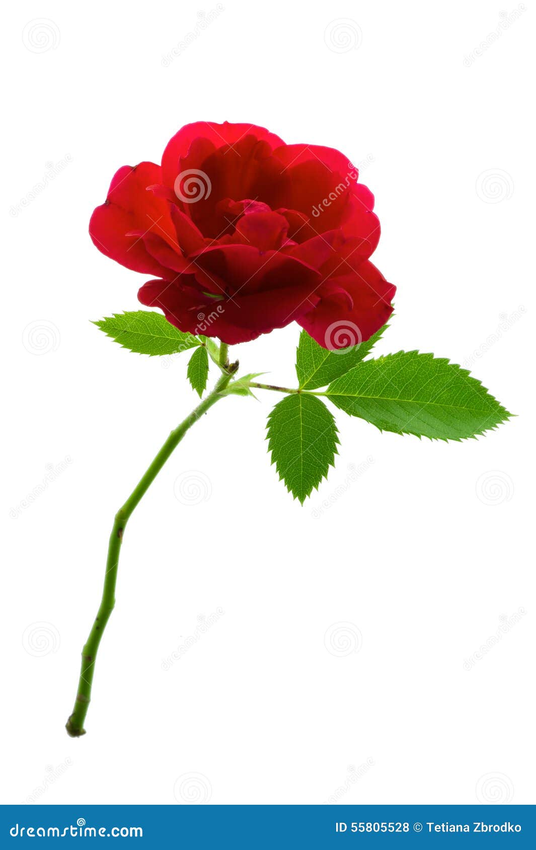 Single Red Rose Stock Photo - Image: 55805528