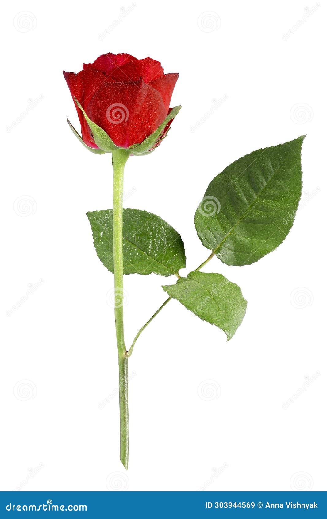 Single Red Rose Isolated on White Background. Stock Image Image of