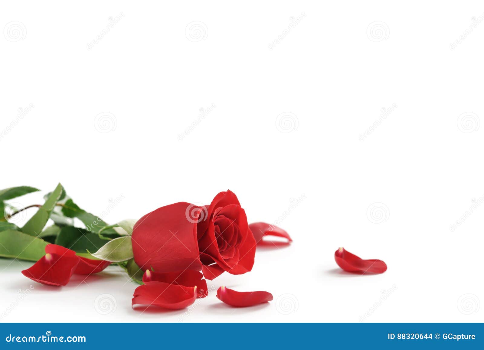 Single Red Rose with Petals Isolated on White Stock Photo Image of