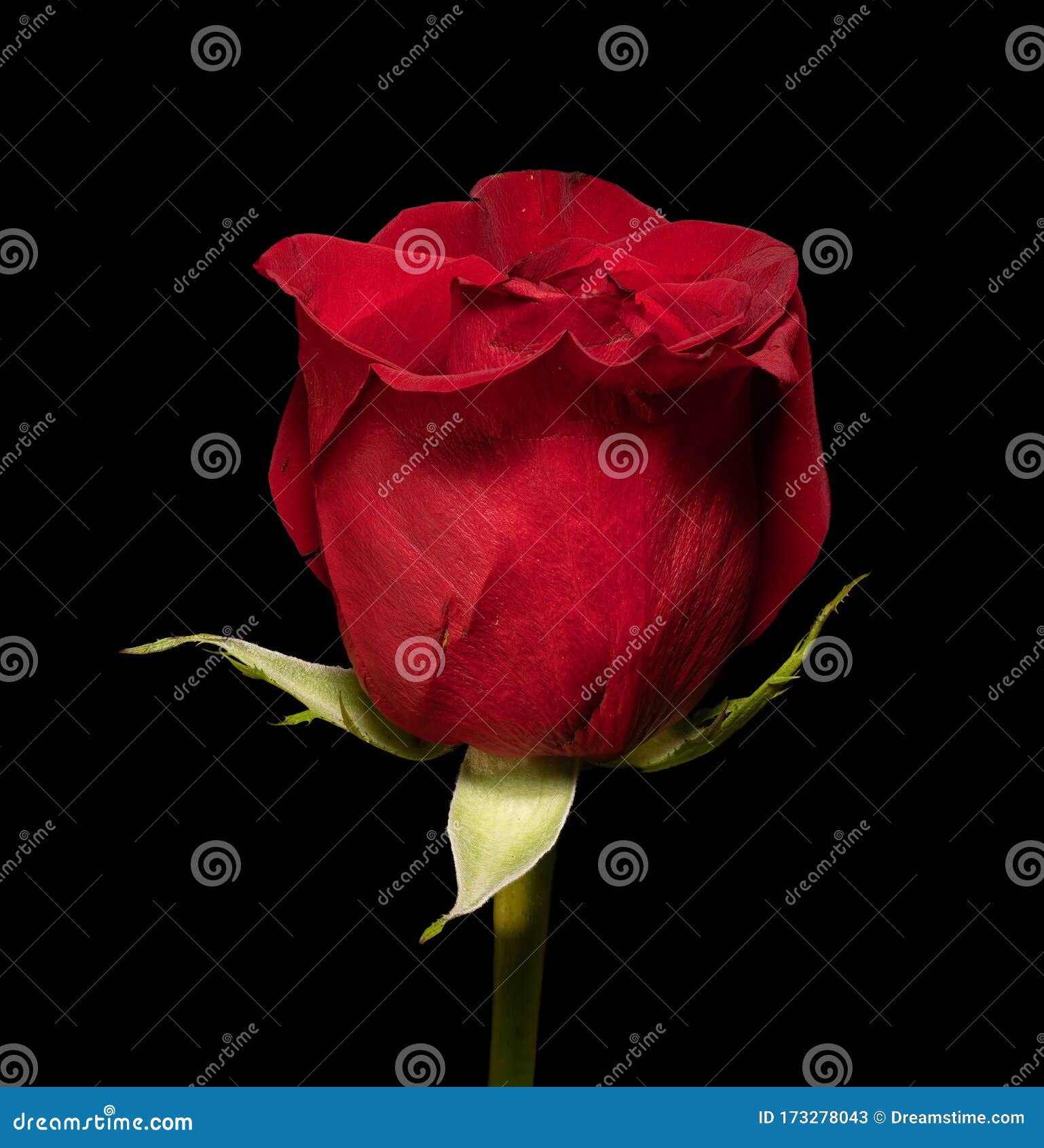 Single Red Rose Profile on Black Back Ground Stock Image Image of