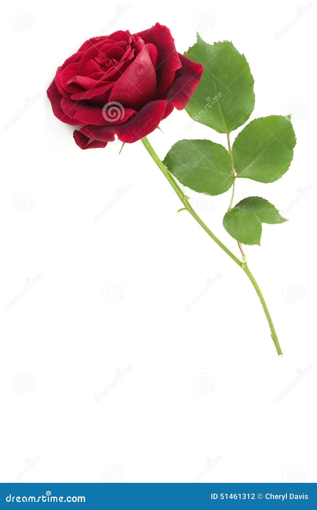 1,644,796 Rose Stock Photos - Free & Royalty-Free Stock Photos from  Dreamstime