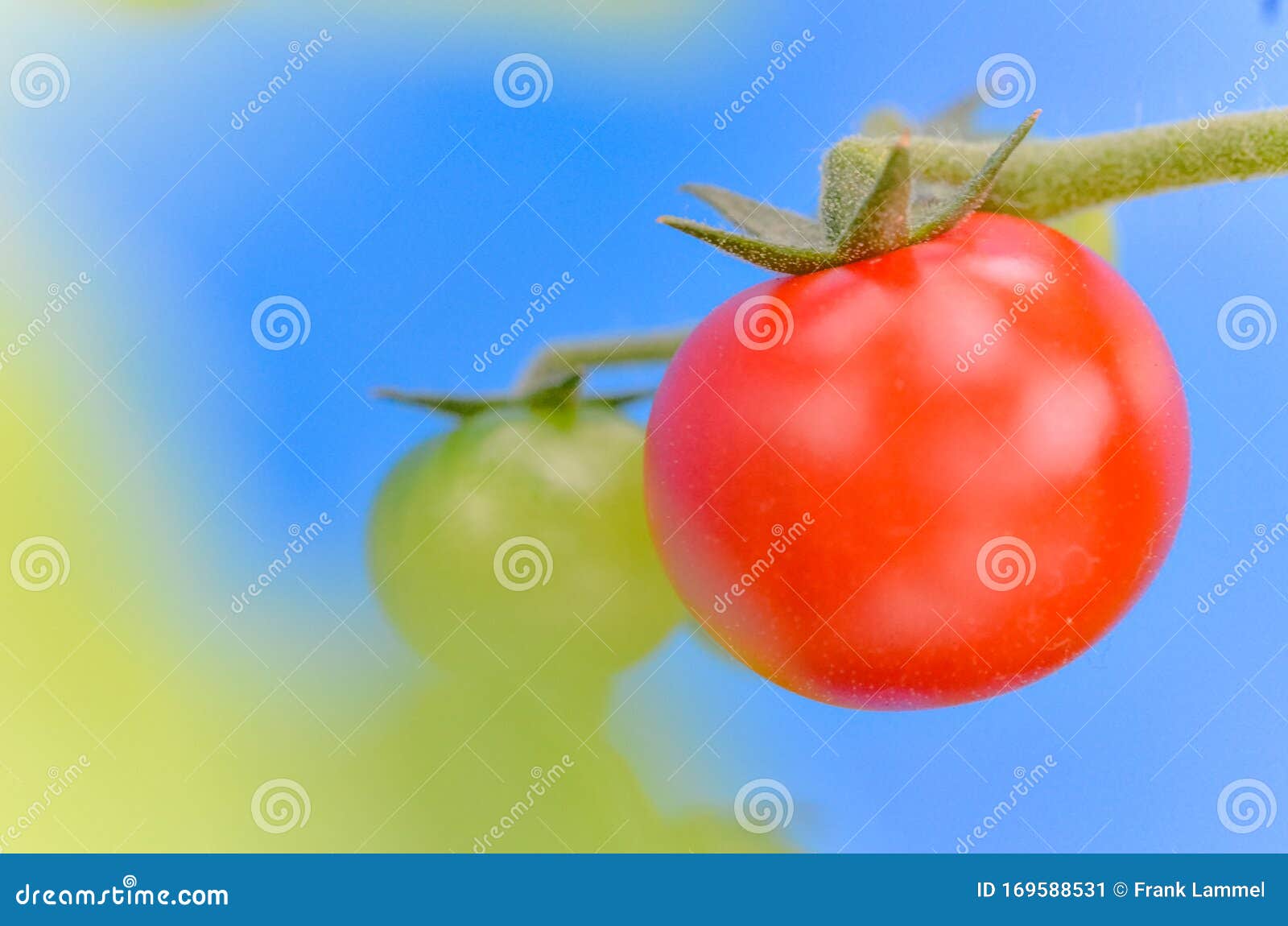 A Single Red Tomato is Growing with a Blue Background and Blurry
