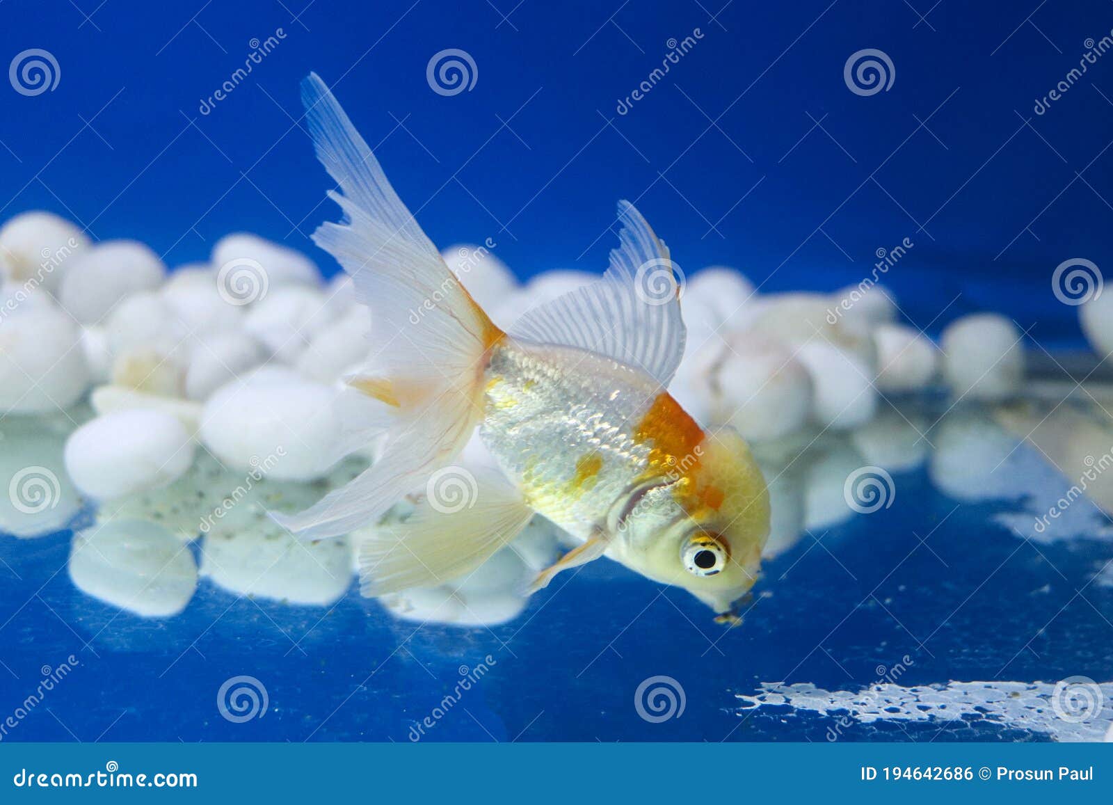 single goldfish tank
