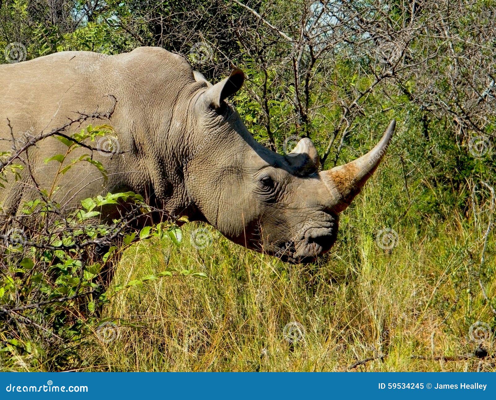 Single horn rhino