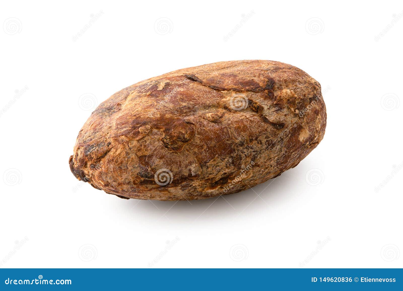 Single Roasted Unpeeled Cocoa Bean on White Stock Photo Image of