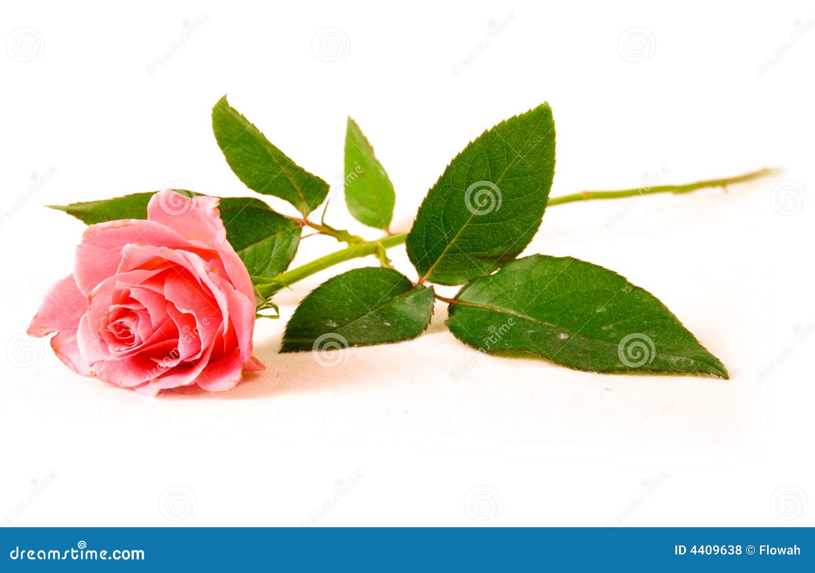 a single rose