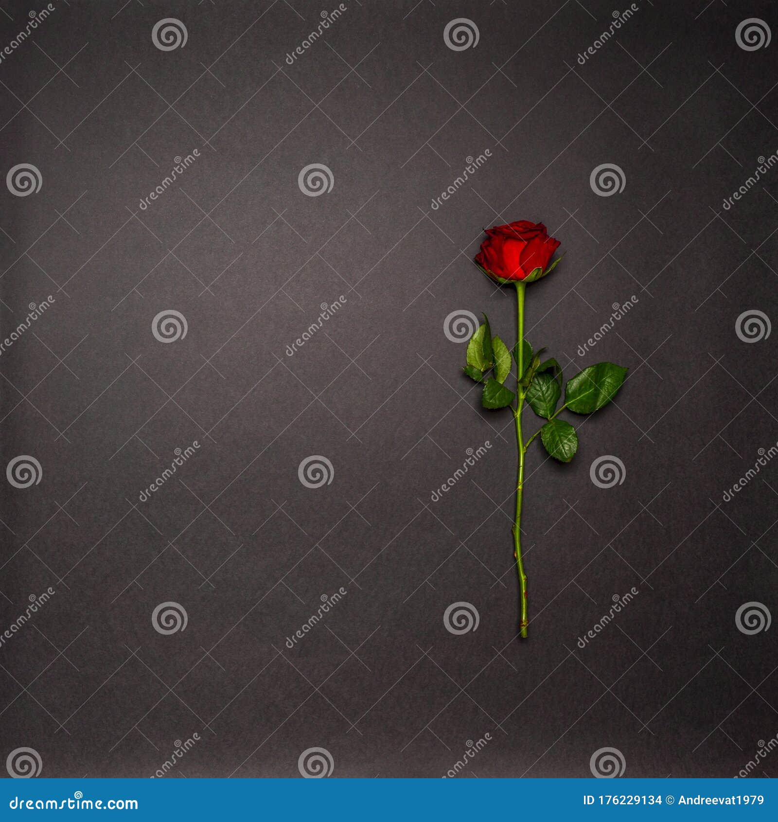 single rose flower on black background. mourning, condolence, commemoration concept. mourning card with space for text. flat lay,