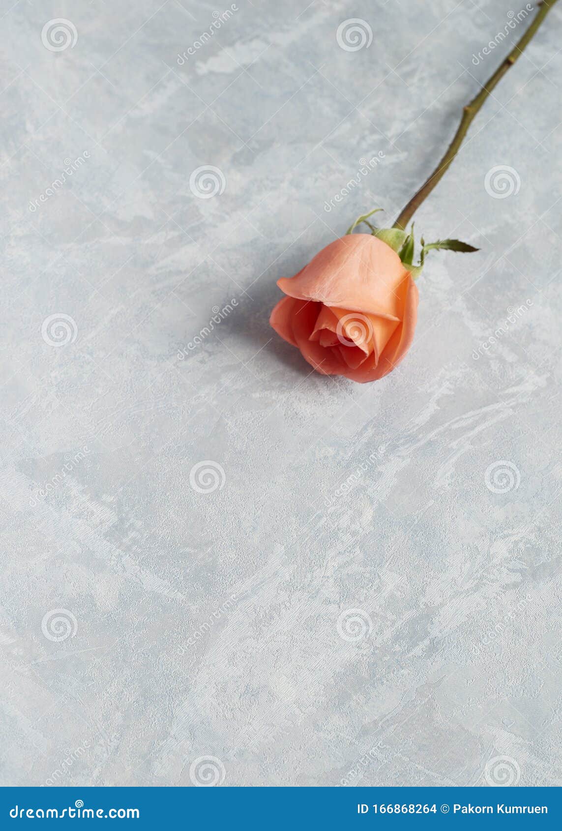 Single Rose for Valentine Gift Stock Photo Image of color, plant
