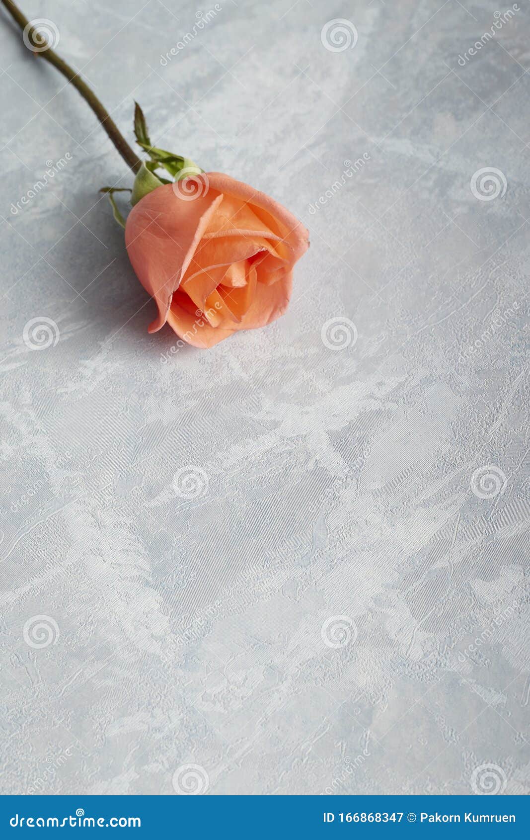 Single Rose for Valentine Gift Stock Image Image of petal, floral