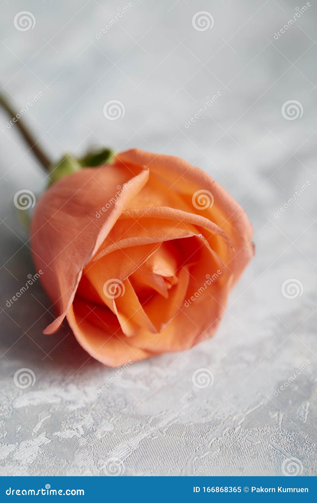Single Rose for Valentine Gift Stock Image Image of closeup, petal