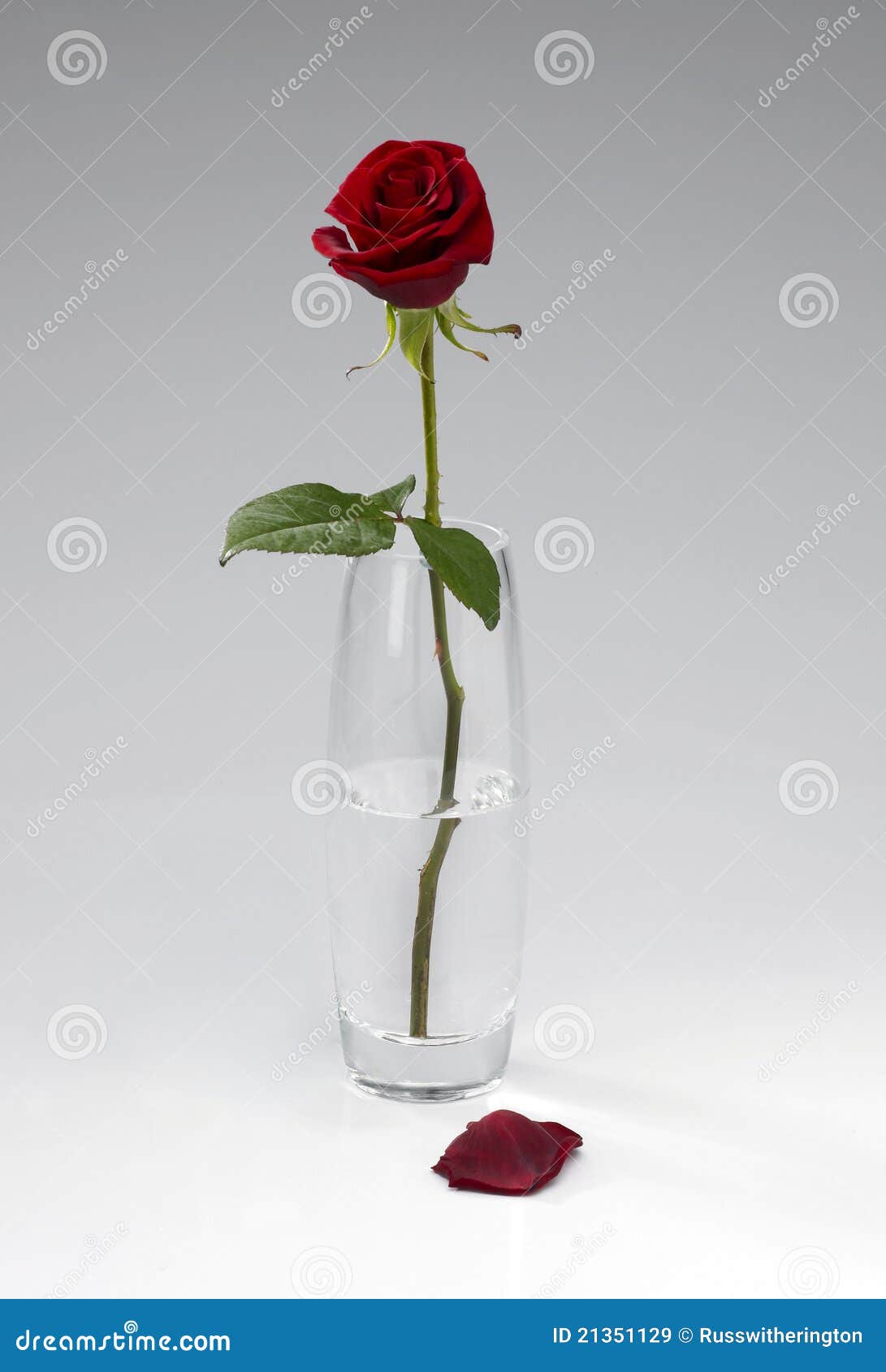 = x 7 - 9 y Single in stock image. rose vase Image bloom of rose, = x 7 - 9 y Single in stock image. rose vase Image bloom of rose,