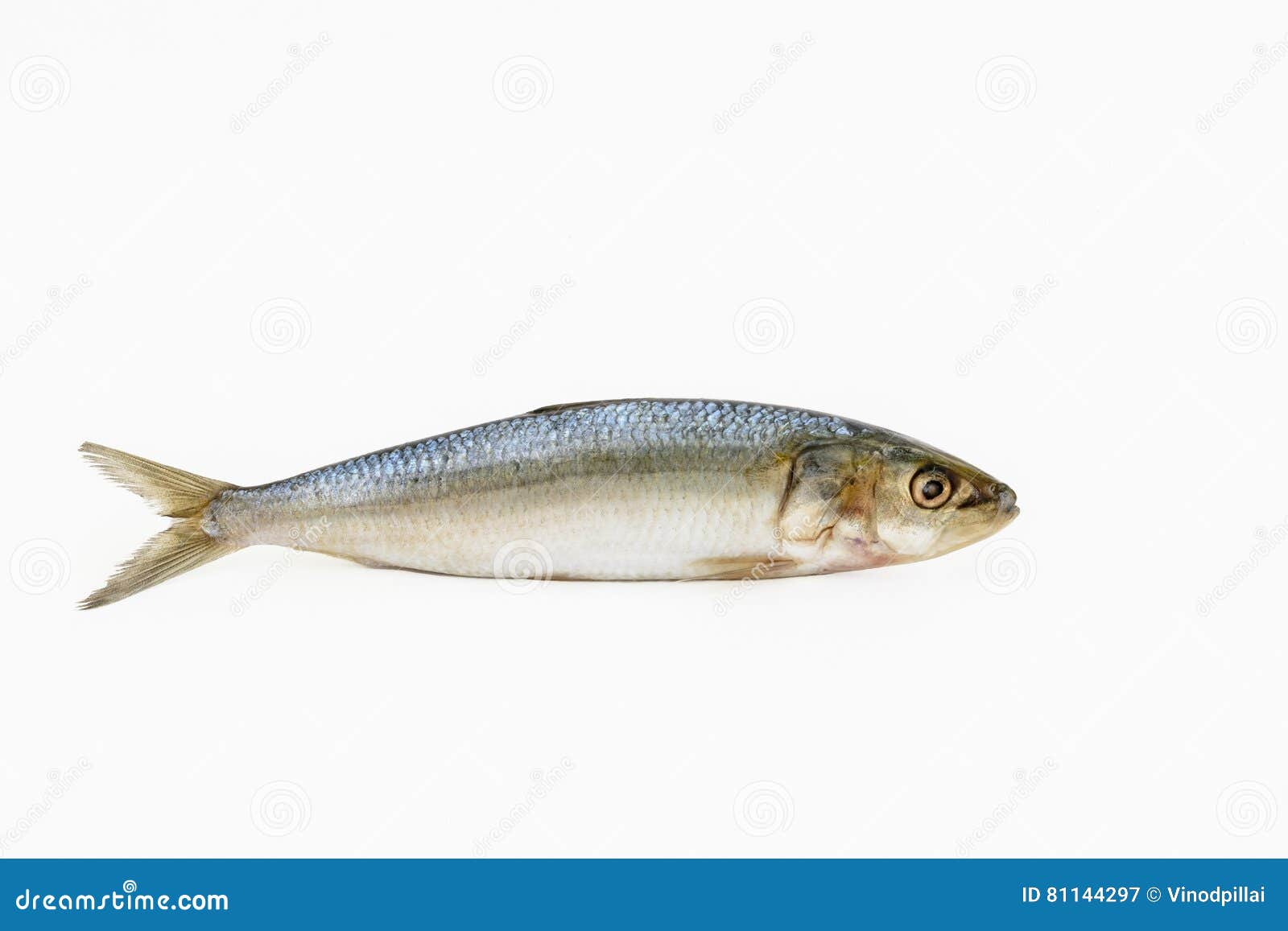 Single Sardine fish stock image. Image of animal, seafood 81144297