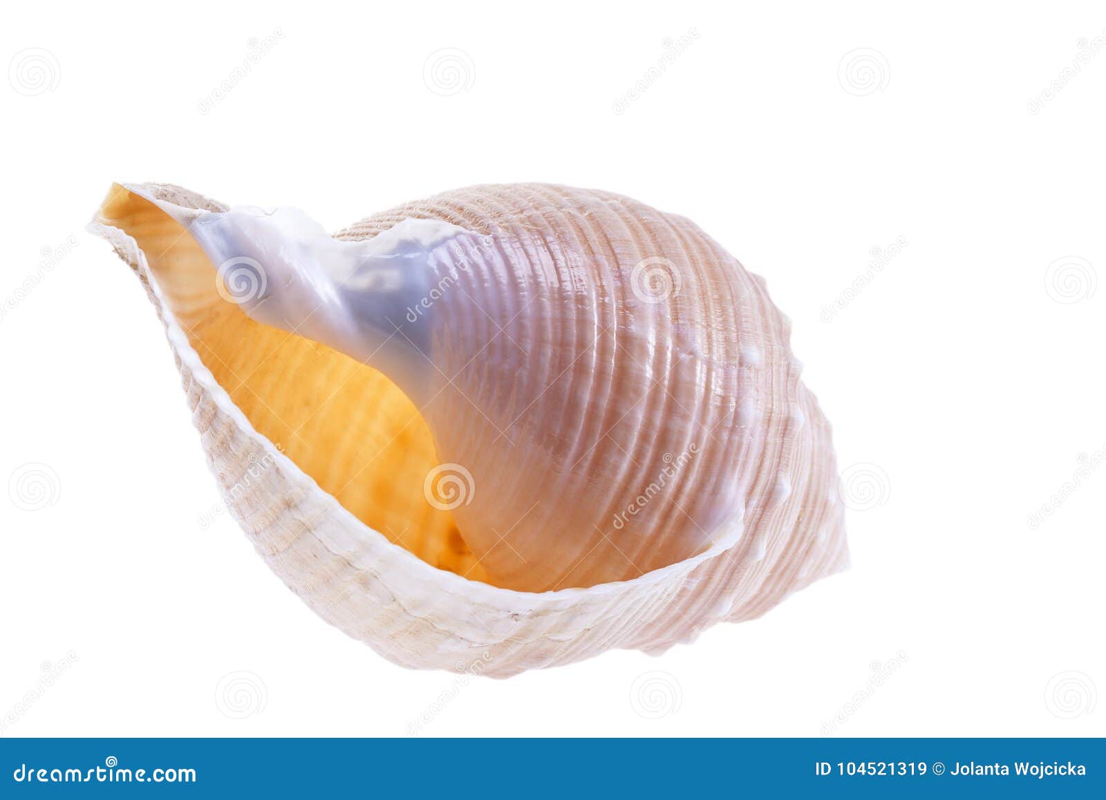 Still Life Of Small Shells On A White Background. Sea Shells. Stock Photo,  Picture and Royalty Free Image. Image 138716634.