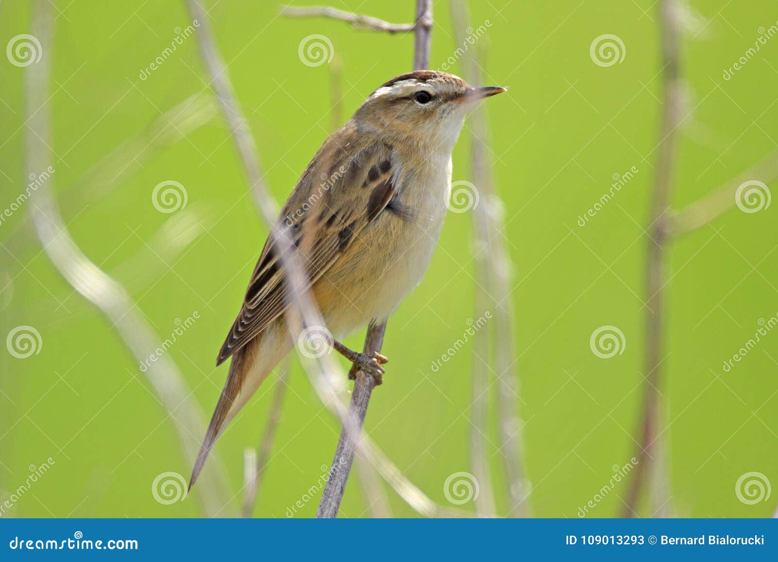 single sedge warbler bird on a tree branch in spring season