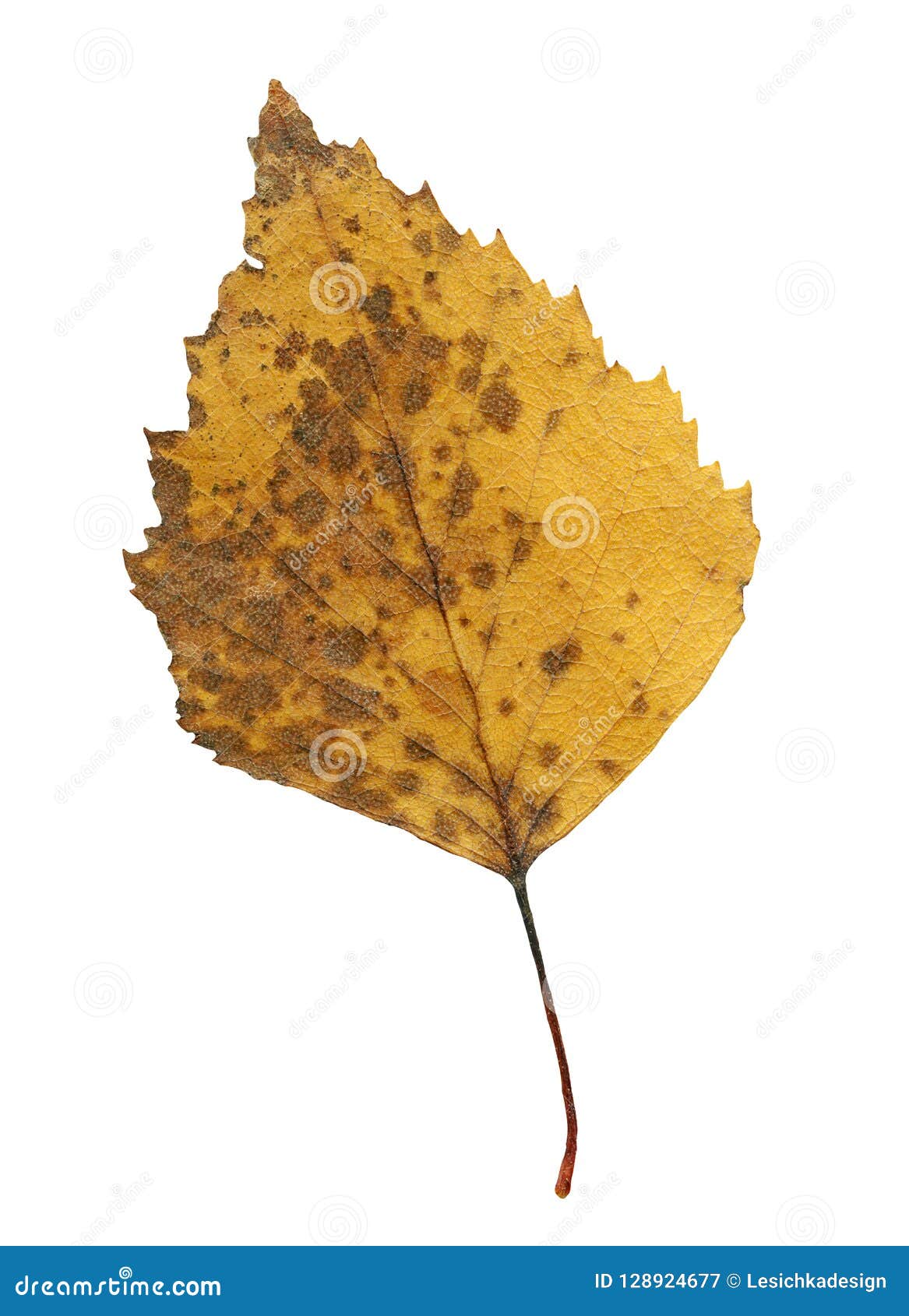 Single Silver Birch Tree Leaf on White Background Stock Image Image