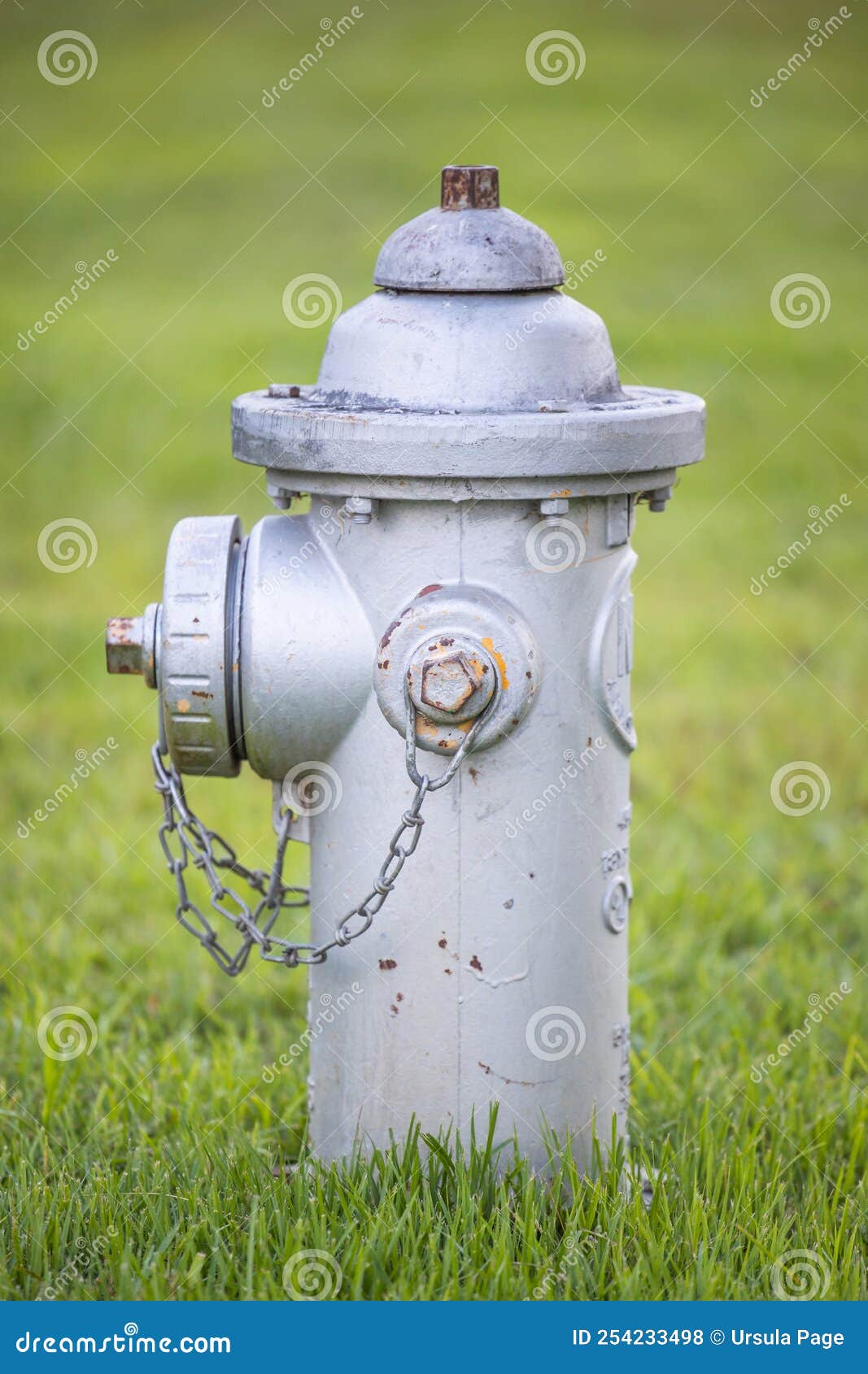 A Single Silver Fire Hydrant on a Front Lawn of Grass Stock Photo