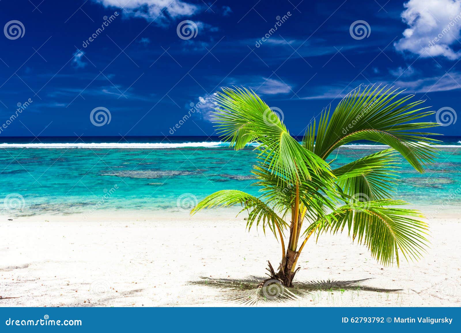 Single Small Palm Tree on a Rarotonga Beach, Cook Islands Stock Photo ...