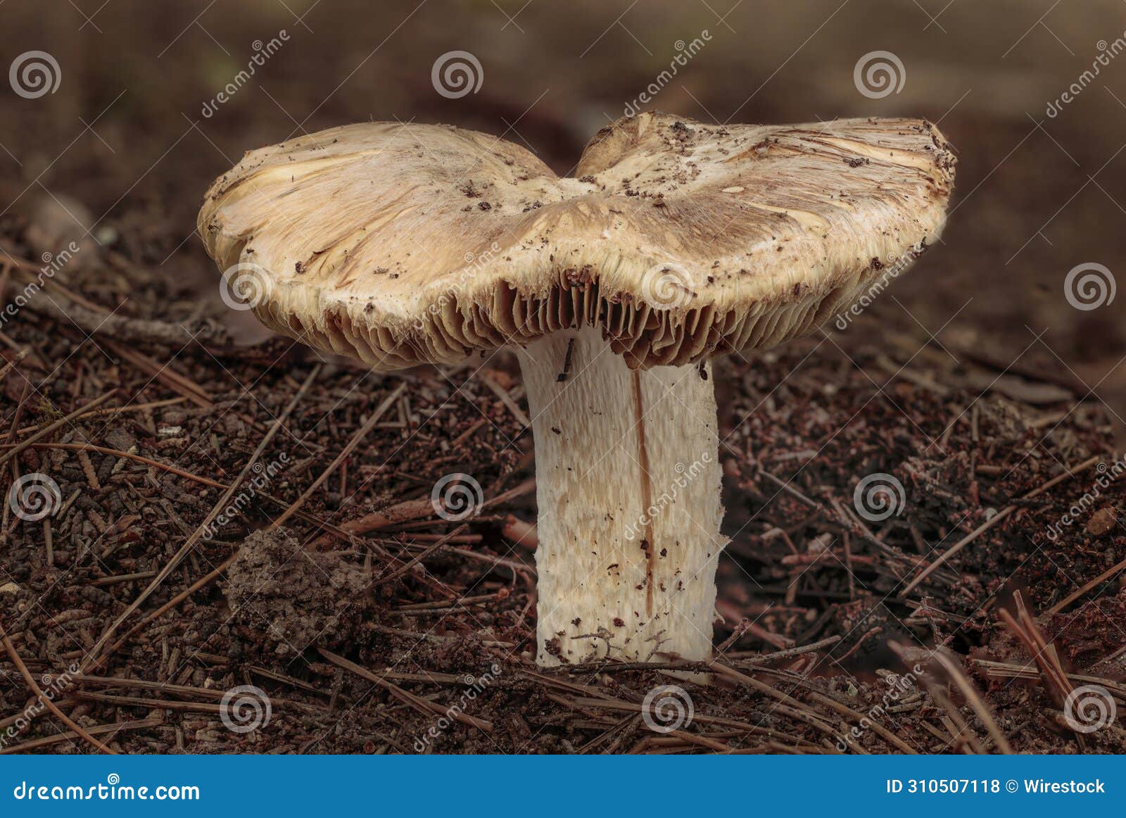 single split fibrecap, pseudosperma rimosum