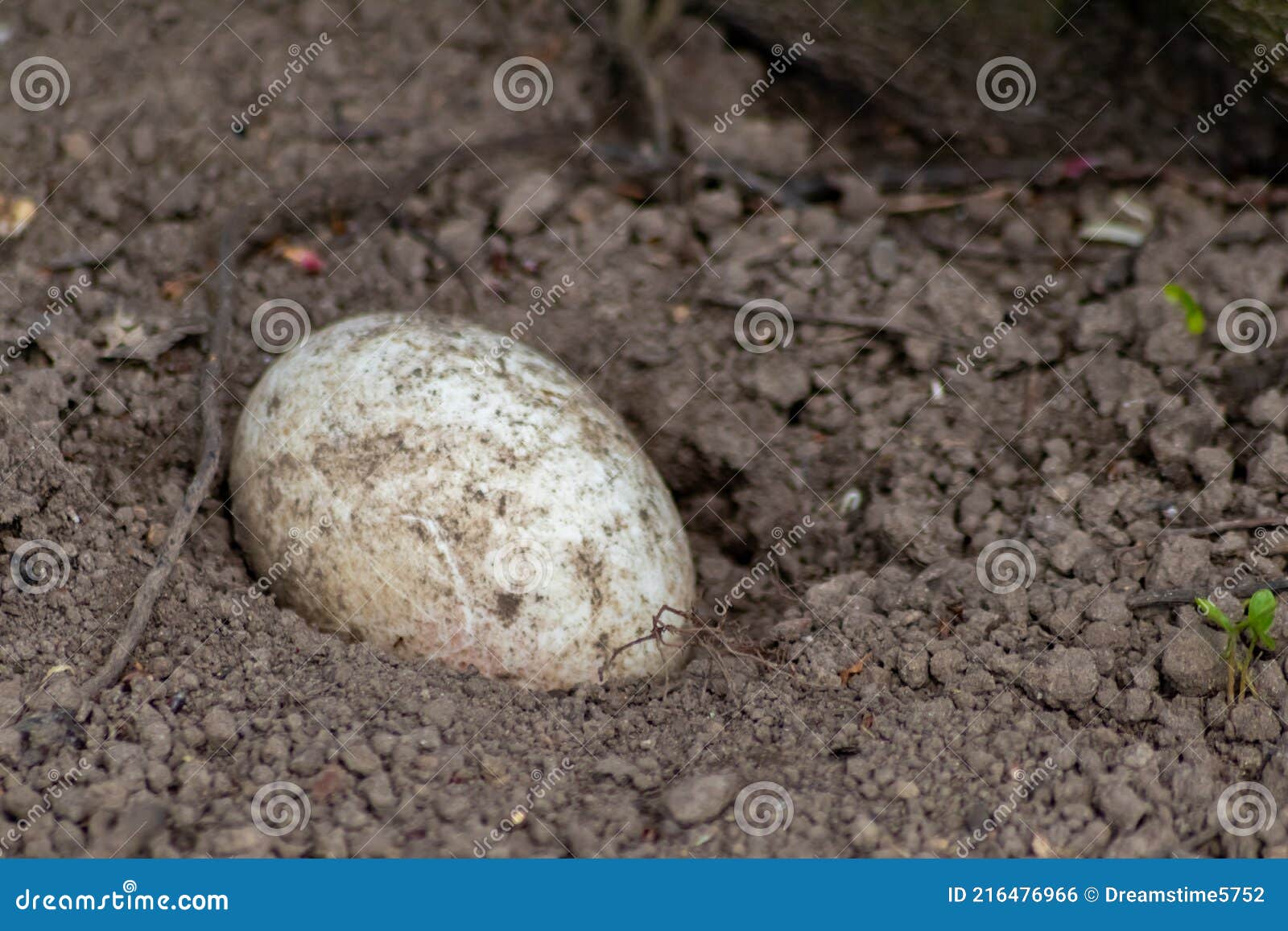 single sprinkled egg in a sand hole for incubation or breeding in sand of reptiles and coldblooded animals like crocodiles