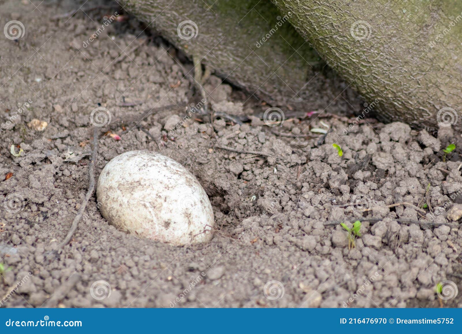 single sprinkled egg in a sand hole for incubation or breeding in sand of reptiles and coldblooded animals like crocodiles