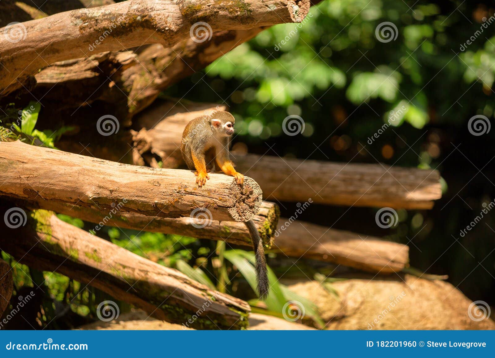 Single Red Squirrel Latin Sciurus Vulgaris On A Tree Branch During
