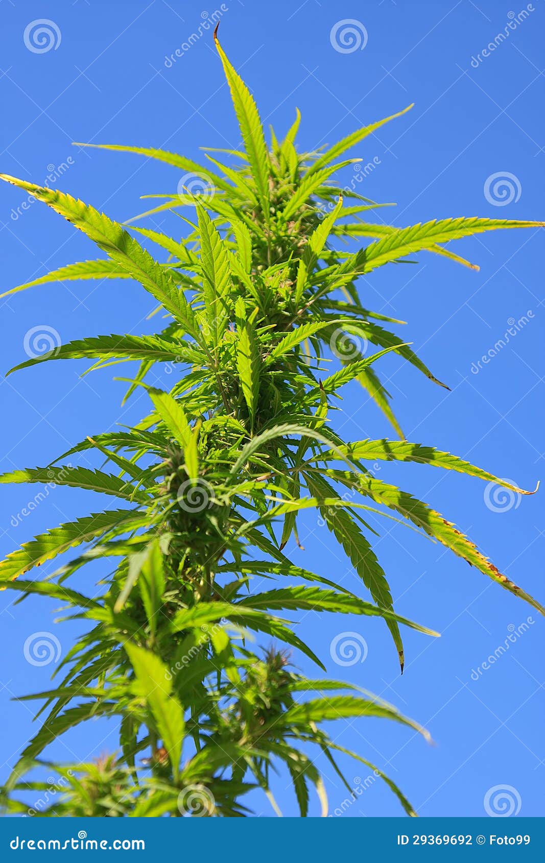 Single Stalk of Wild Hemp Plant Stock Photo Image of hemp, annual
