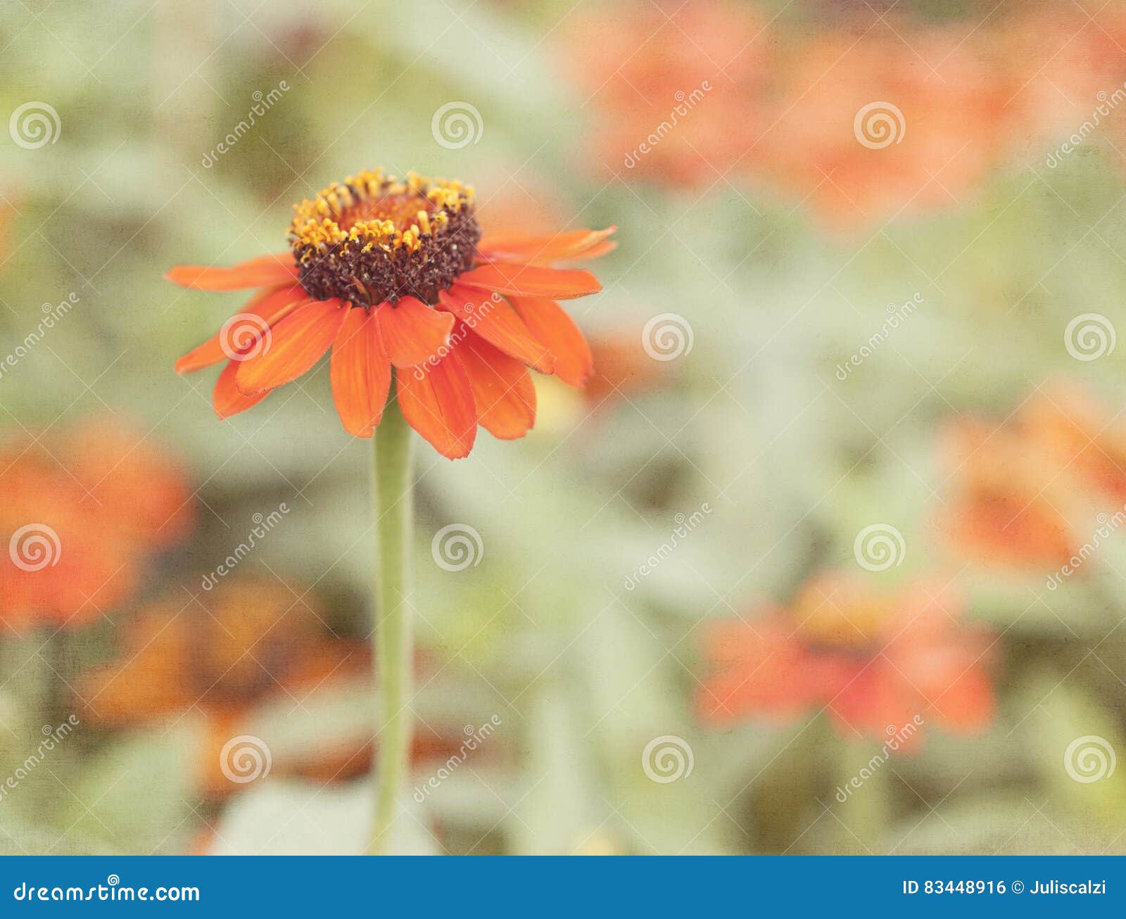 Single Star Orange Zinnia Flower Stock Photo Image of orange, color