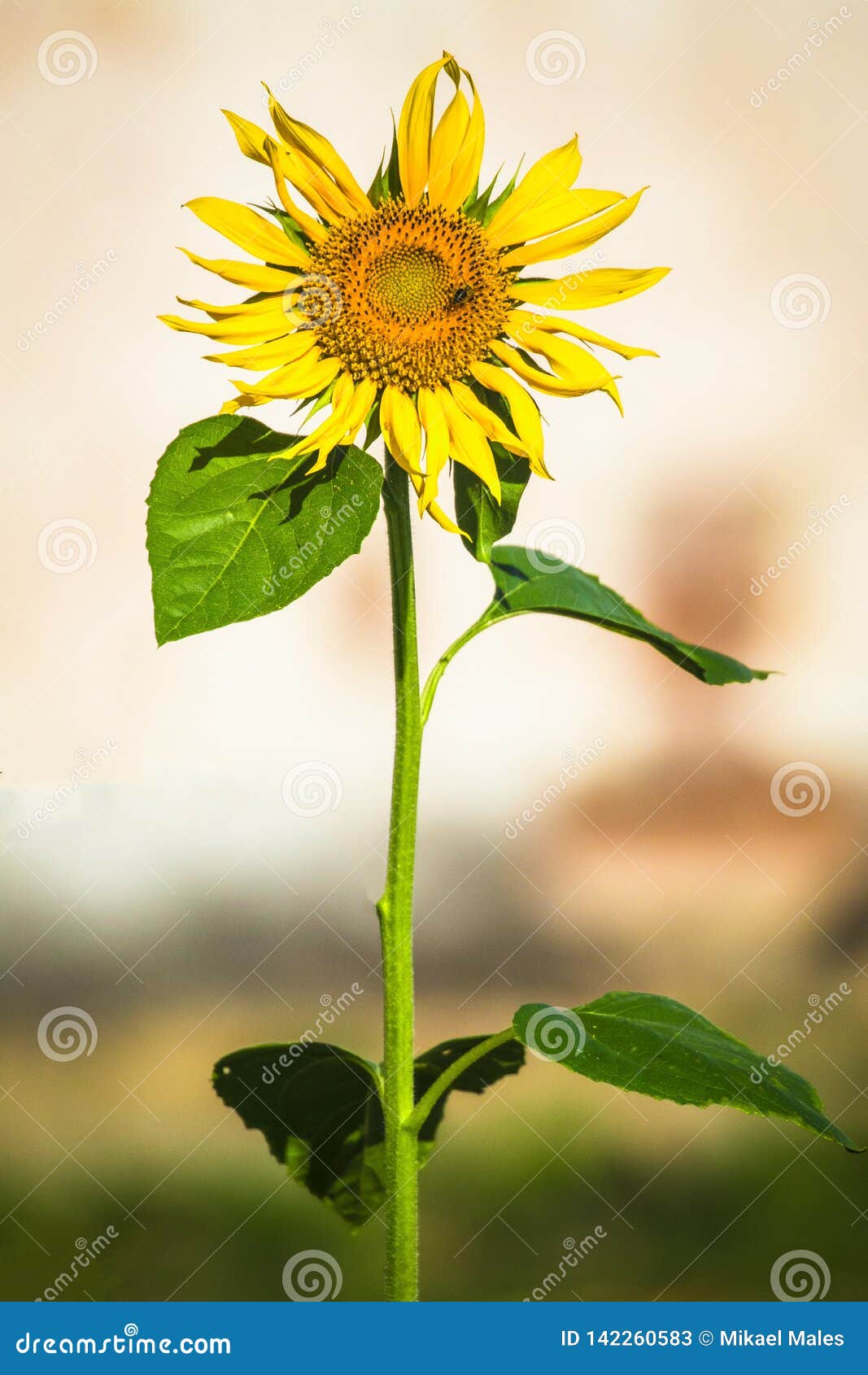 Single stem sunflower stock image. Image of pretty, single 142260583