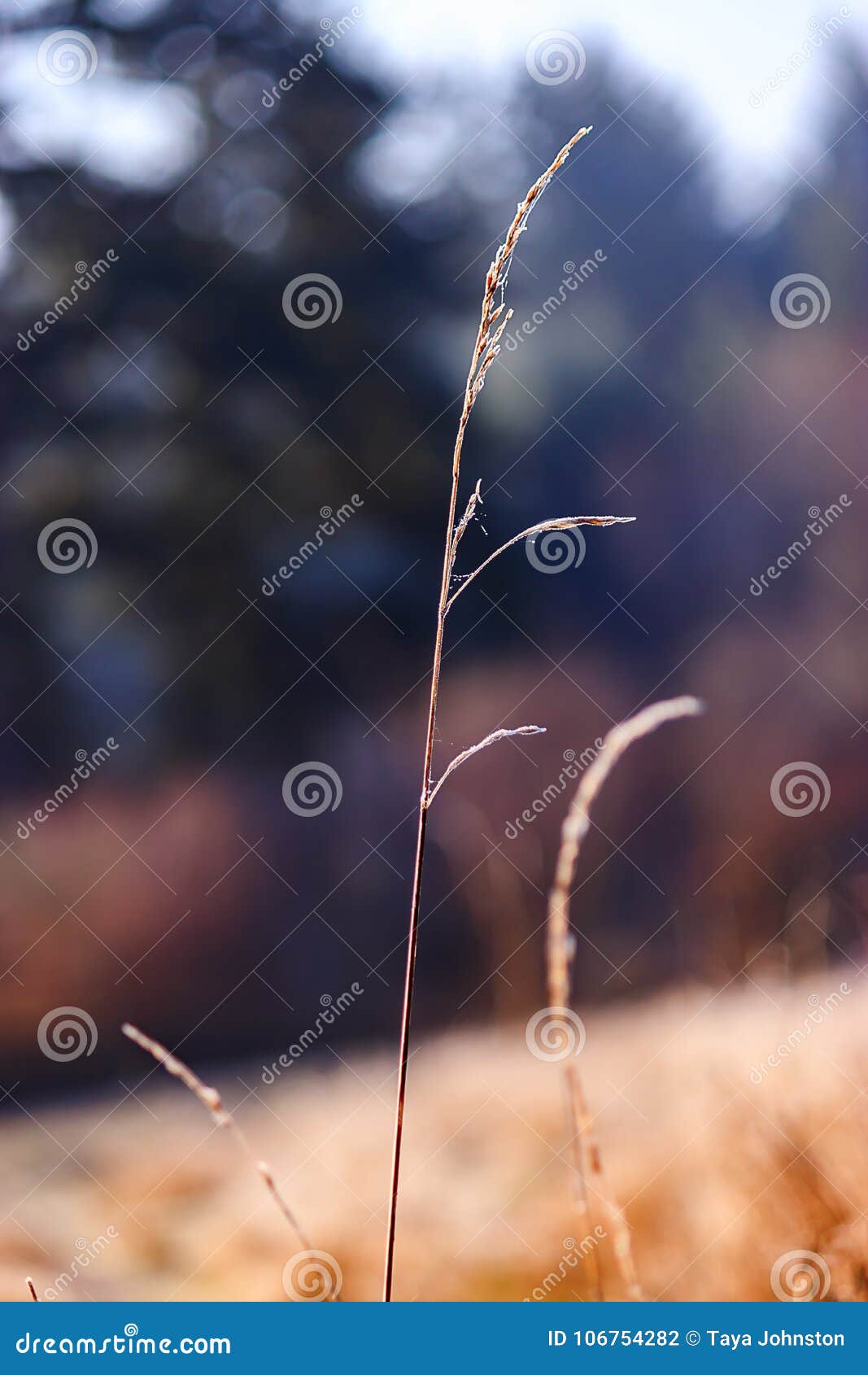 Single Strand of Grass with s Stock Photo Image of medow, color