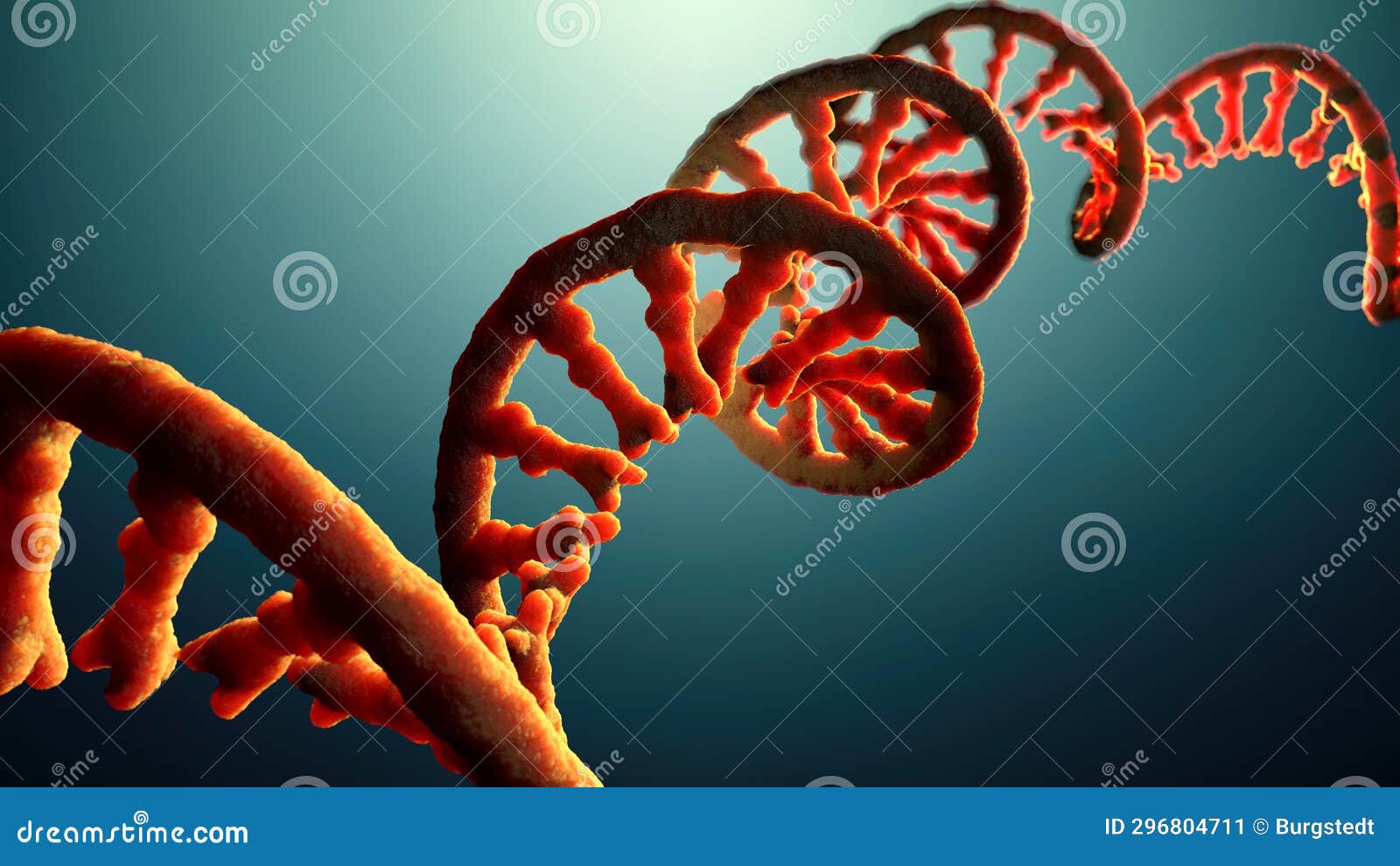 Single stranded Molecule of RNA Called Messenger Ribonucleic Acid Stock Single stranded Molecule of RNA Called Messenger Ribonucleic Acid Stock
