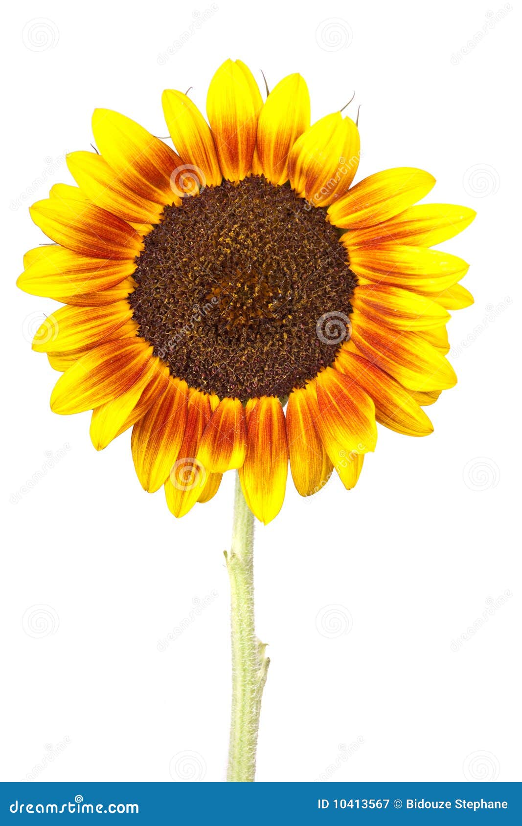 Single sunflower stock image. Image of orange, seasonal 10413567