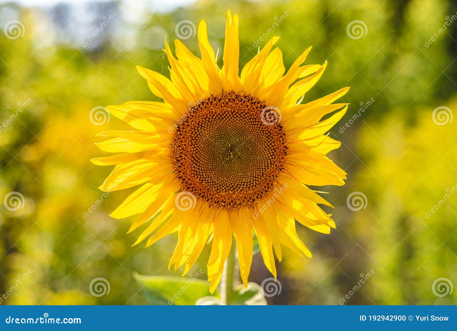Single Sunflower Close Up on the Field Stock Photo Image of farming