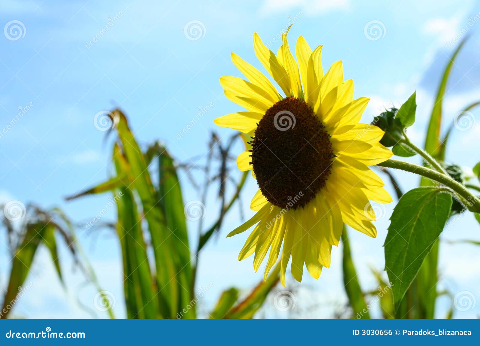 Single Sunflower in Corn Field Stock Photo Image of green, white 3030656