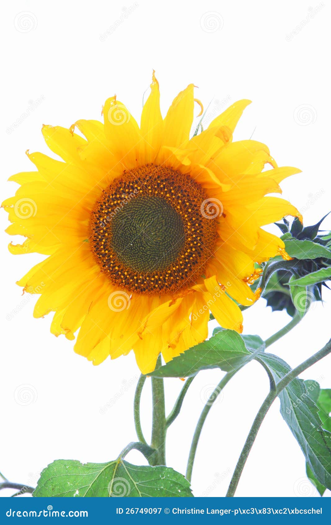Single Sunflower with Leaves Stock Image Image of heliotropism