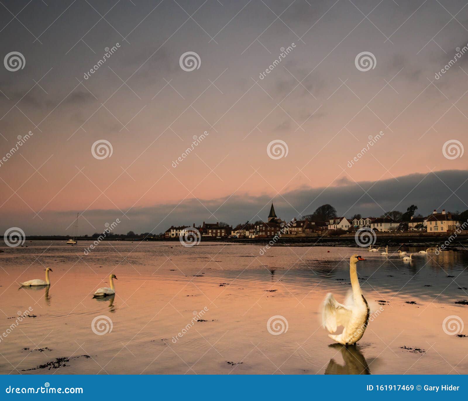 a single swan standing in low tide water suring sunrise at bosham quay in west sussex uk