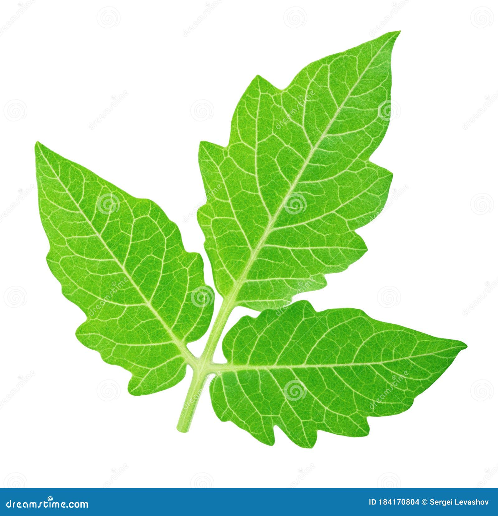 Single Tomato Leaf Isolated on a White Background. Stock Photo Image of green, bright 184170804