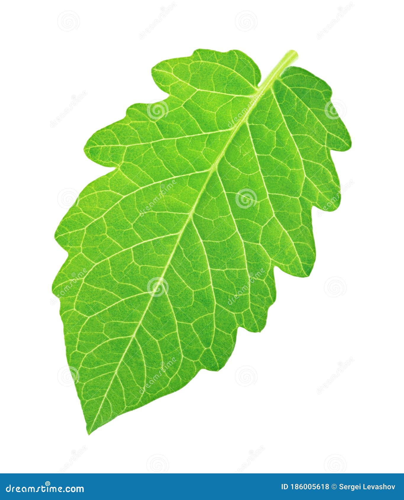 Single Tomato Leaf Isolated on a White Background. Stock Photo Image of bright, clipping