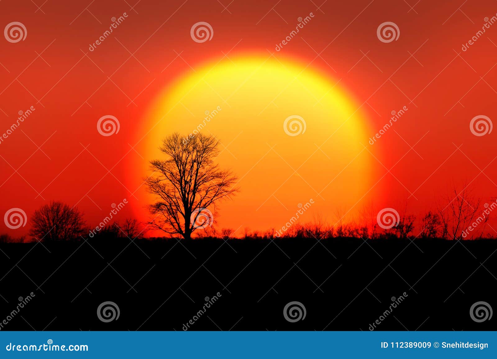 single tree against sun rise back drop