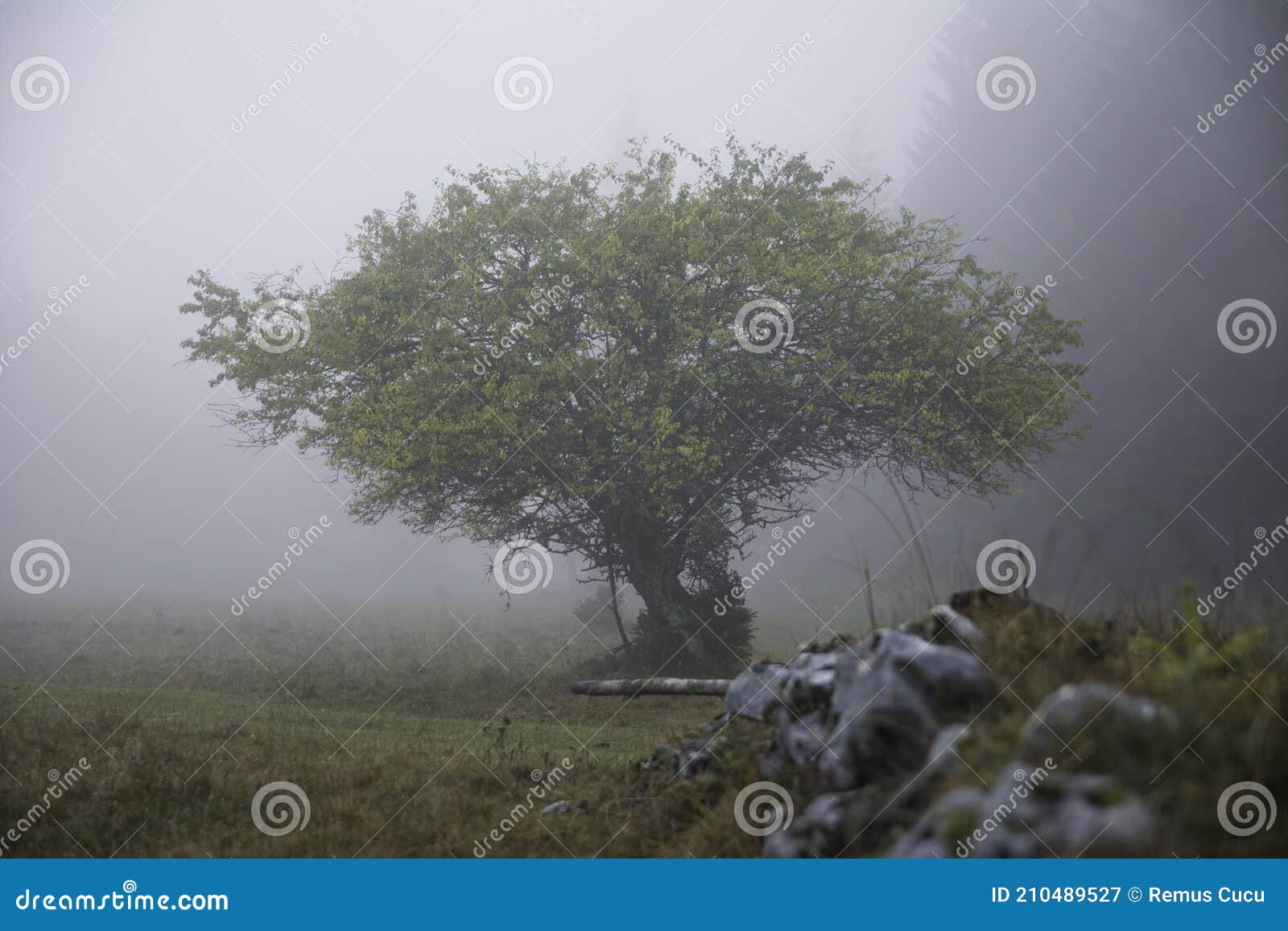 single tree in the fog. dramatic scene