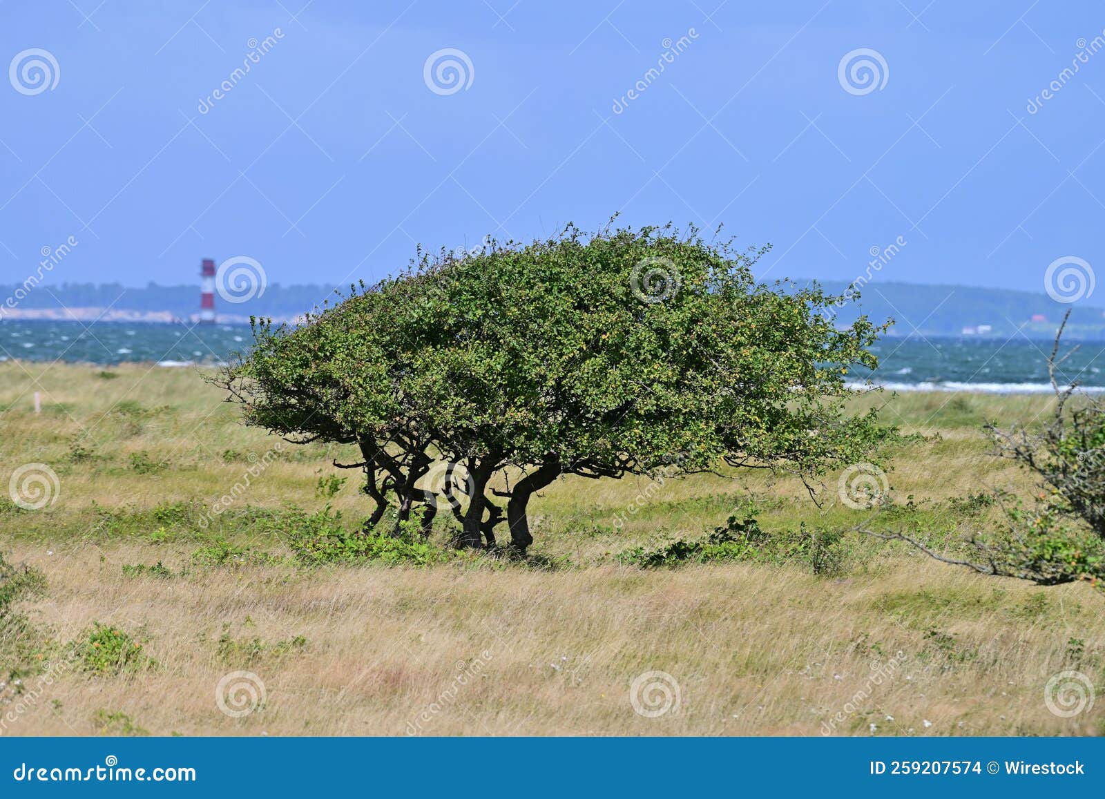 Single Tree Growing on a Field by a Lake Stock Photo Image of