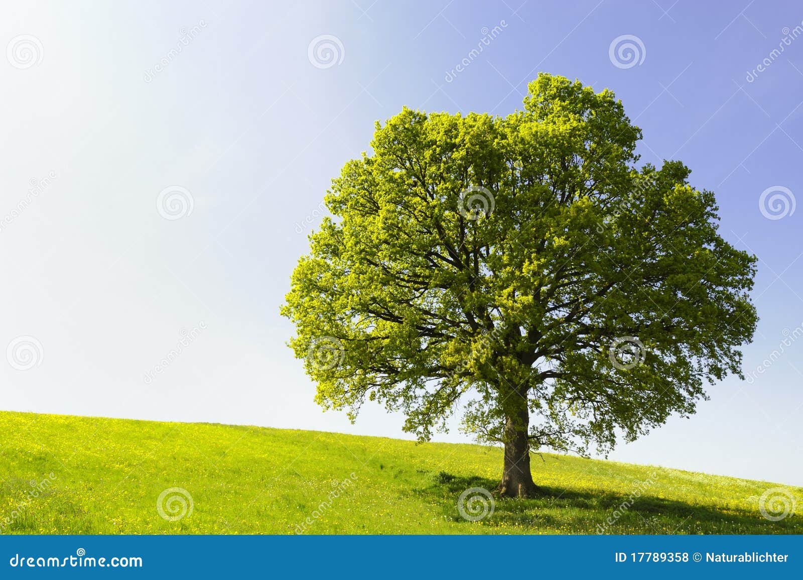 single tree on hill