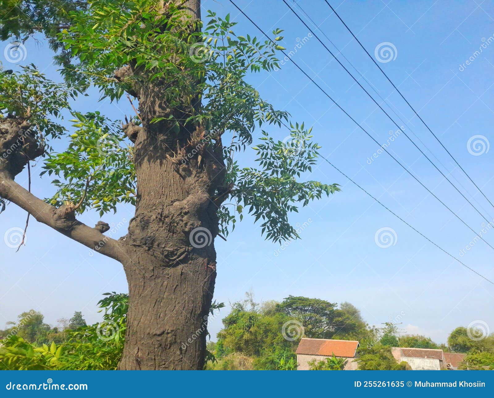 a single tree with leaver under wires