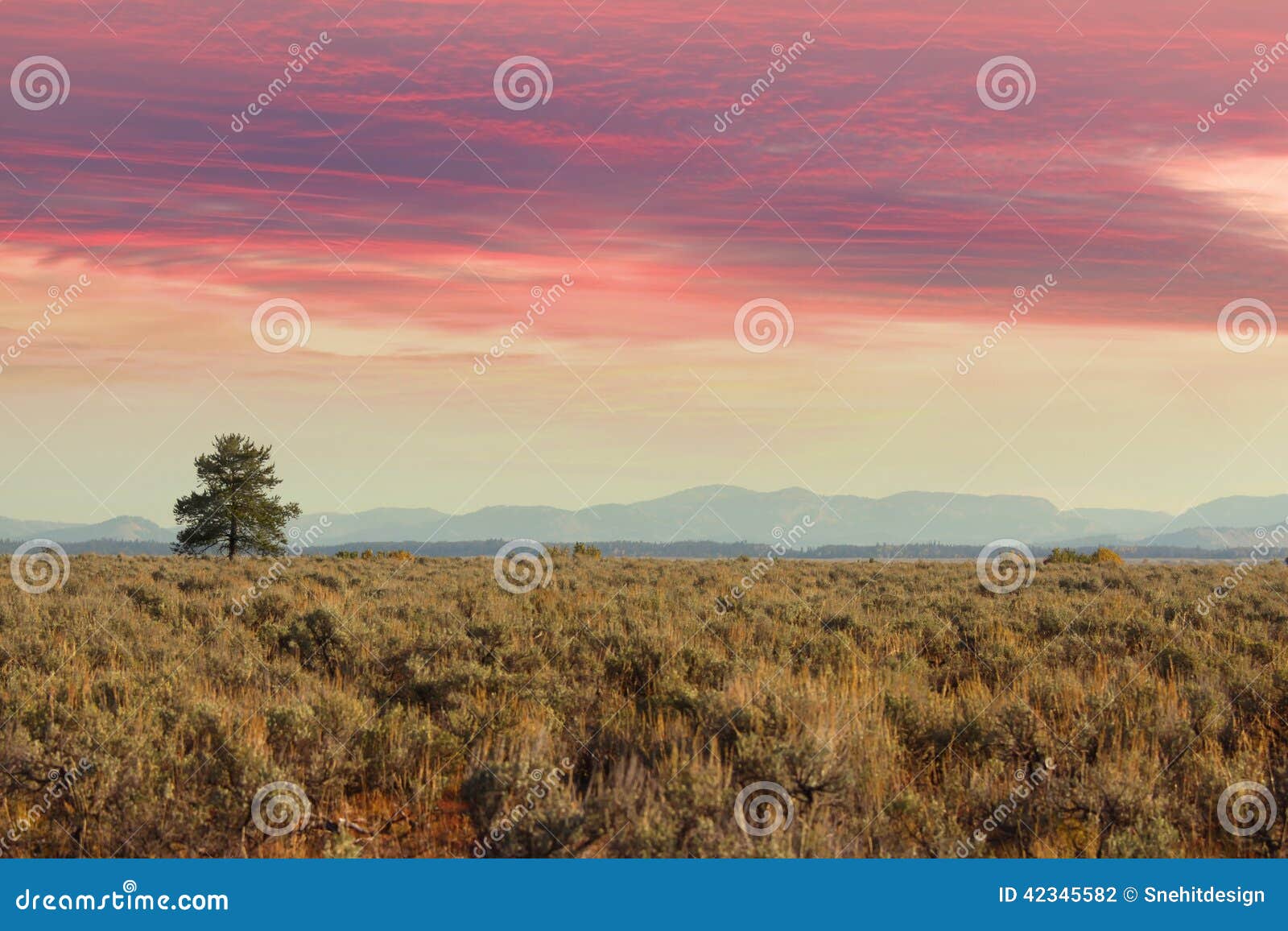 single tree in the prairies